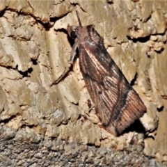 Lophotoma diagrapha at Wanniassa, ACT - 5 Apr 2022