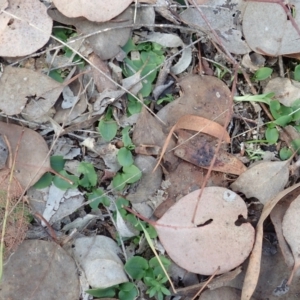 Pterostylis pedunculata at Cook, ACT - suppressed