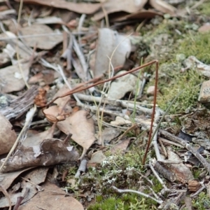 Caleana minor at Aranda, ACT - suppressed