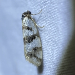 Lepidoscia characota (A Case moth (Psychidae) at QPRC LGA - 6 Apr 2022 by SteveBorkowskis
