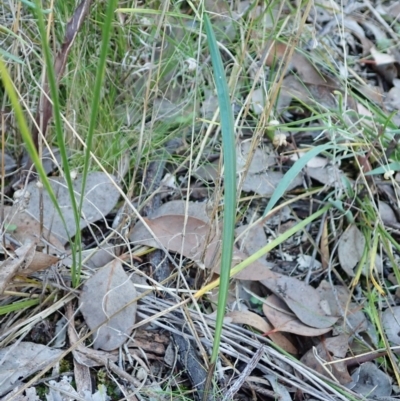 Lyperanthus suaveolens (Brown Beaks) at Aranda, ACT - 4 Apr 2022 by CathB