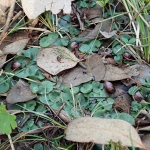 Corysanthes hispida at Aranda, ACT - suppressed