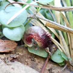 Corysanthes hispida at Aranda, ACT - suppressed