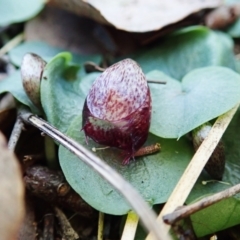 Corysanthes hispida at Aranda, ACT - suppressed