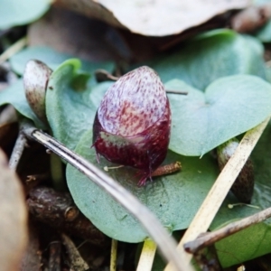 Corysanthes hispida at Aranda, ACT - suppressed