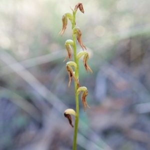 Corunastylis clivicola at Aranda, ACT - suppressed