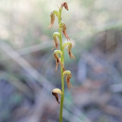 Corunastylis clivicola (Rufous midge orchid) at Aranda, ACT - 5 Apr 2022 by CathB