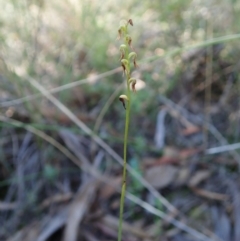 Corunastylis clivicola at Aranda, ACT - suppressed