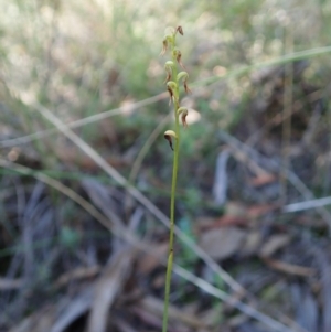 Corunastylis clivicola at Aranda, ACT - suppressed