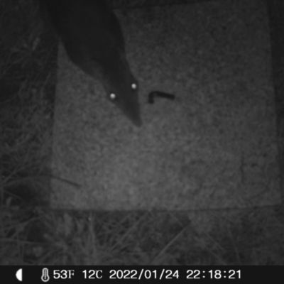 Perameles nasuta (Long-nosed Bandicoot) at Namadgi National Park - 24 Jan 2022 by heatherb1997