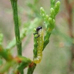 Zenarge turneri (Cypress pine sawfly) at Aranda, ACT - 5 Apr 2022 by CathB