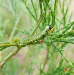 Zenarge turneri at Aranda, ACT - 5 Apr 2022