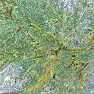 Zenarge turneri at Aranda, ACT - 5 Apr 2022