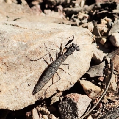 Bolbe nigra (Black Ground Mantid) at Aranda, ACT - 5 Apr 2022 by CathB