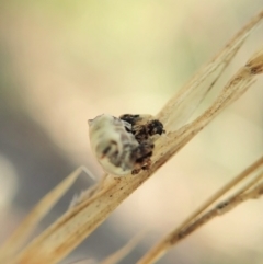 Celaenia excavata at Aranda, ACT - 5 Apr 2022 04:57 PM