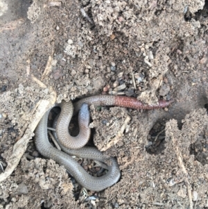 Aprasia parapulchella at Stromlo, ACT - 6 Apr 2022