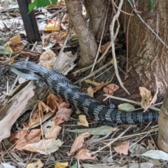 Tiliqua scincoides scincoides (Eastern Blue-tongue) at Gateway Island, VIC - 4 Apr 2022 by ChrisAllen