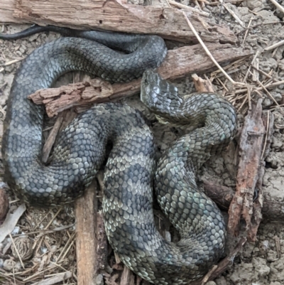 Notechis scutatus (Tiger Snake) at Gateway Island, VIC - 5 Apr 2022 by ChrisAllen