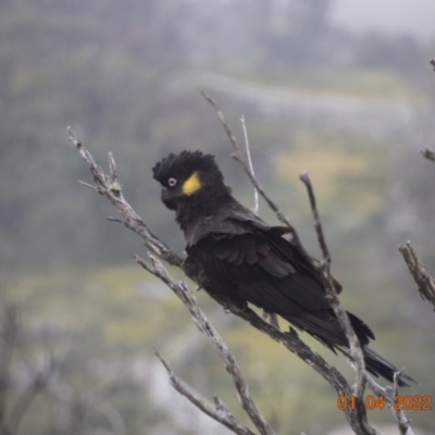 Zanda funerea (Yellow-tailed Black-Cockatoo) at Perisher Valley, NSW - 1 Apr 2022 by LyndalT