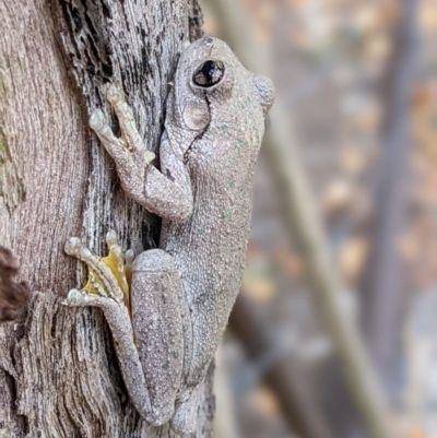 Litoria peronii (Peron's Tree Frog, Emerald Spotted Tree Frog) at Gateway Island, VIC - 6 Apr 2022 by ChrisAllen