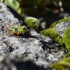 Kosciuscola cognatus (A grasshopper) at Kosciuszko National Park - 5 Apr 2022 by LyndalT