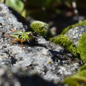 Kosciuscola cognatus at Perisher Valley, NSW - 5 Apr 2022