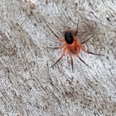 Nicodamidae (family) at Molonglo Valley, ACT - 6 Apr 2022 04:28 PM