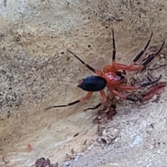 Nicodamidae (family) at Molonglo Valley, ACT - 6 Apr 2022