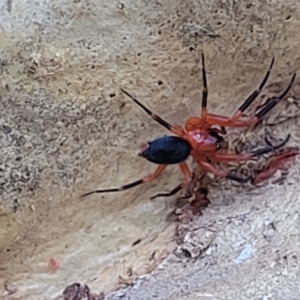 Nicodamidae (family) at Molonglo Valley, ACT - 6 Apr 2022 04:28 PM