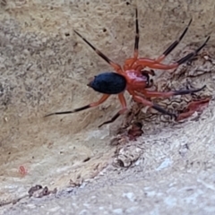 Nicodamidae (family) at Molonglo Valley, ACT - 6 Apr 2022 04:28 PM