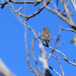 Petroica phoenicea at Perisher Valley, NSW - 5 Apr 2022 10:18 AM