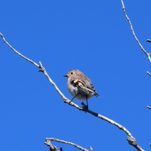 Petroica phoenicea at Perisher Valley, NSW - 5 Apr 2022