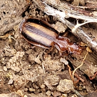 Demetrida vittata (Demetrida vittata) at Molonglo Valley, ACT - 6 Apr 2022 by trevorpreston