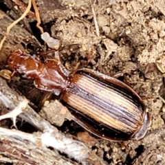 Demetrida vittata at Molonglo Valley, ACT - 6 Apr 2022 04:19 PM