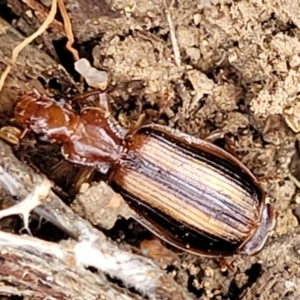 Demetrida vittata at Molonglo Valley, ACT - 6 Apr 2022