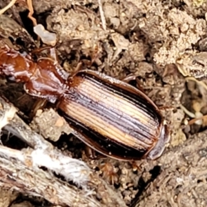 Demetrida vittata at Molonglo Valley, ACT - 6 Apr 2022