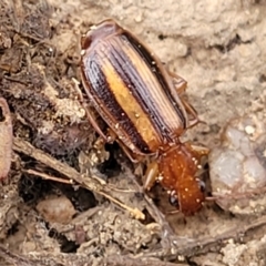 Demetrida vittata at Molonglo Valley, ACT - 6 Apr 2022 04:19 PM