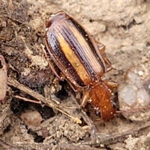 Demetrida vittata at Molonglo Valley, ACT - 6 Apr 2022