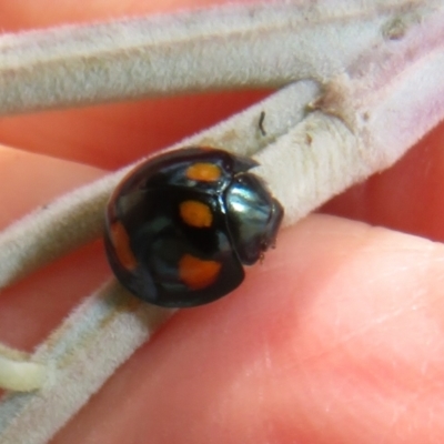 Orcus australasiae (Orange-spotted Ladybird) at Coree, ACT - 4 Apr 2022 by Christine