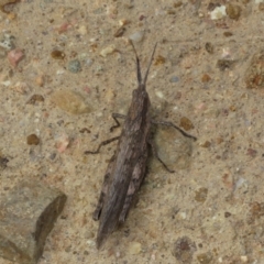 Coryphistes ruricola at Coree, ACT - 4 Apr 2022