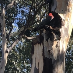 Callocephalon fimbriatum (Gang-gang Cockatoo) at Deakin, ACT - 5 Apr 2022 by mgannon