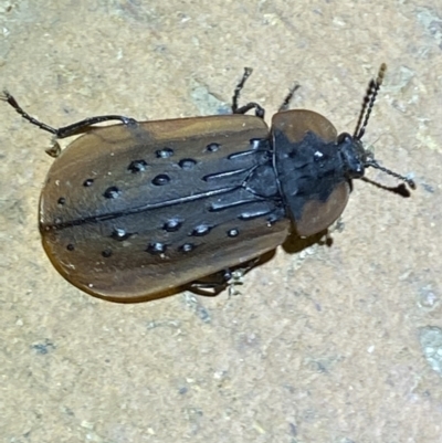 Ptomaphila lacrymosa (Carrion Beetle) at Jerrabomberra, NSW - 5 Apr 2022 by Steve_Bok