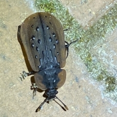 Ptomaphila lacrymosa at Jerrabomberra, NSW - suppressed