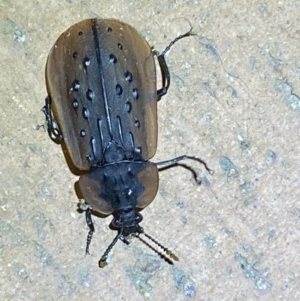 Ptomaphila lacrymosa at Jerrabomberra, NSW - suppressed