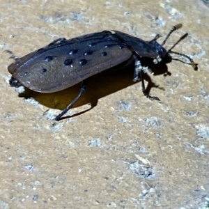 Ptomaphila lacrymosa at Jerrabomberra, NSW - suppressed