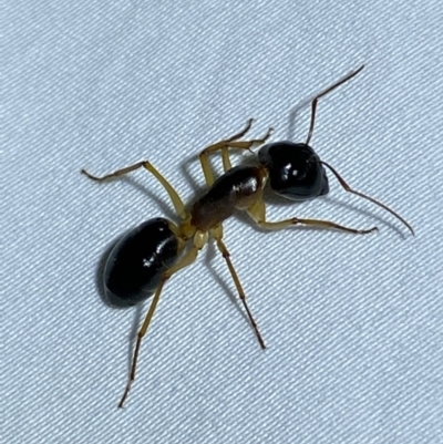 Camponotus claripes (Pale-legged sugar ant) at Jerrabomberra, NSW - 5 Apr 2022 by Steve_Bok