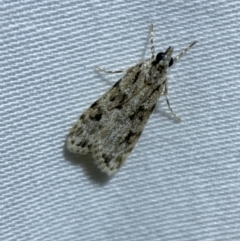 Scoparia chiasta (A Crambid moth) at Jerrabomberra, NSW - 5 Apr 2022 by Steve_Bok