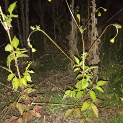 Bidens pilosa (Cobbler's Pegs, Farmer's Friend) at Bonython, ACT - 6 Apr 2022 by MichaelBedingfield