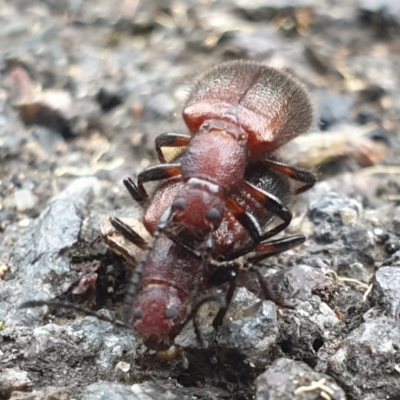 Ecnolagria grandis (Honeybrown beetle) at Acton, ACT - 5 Apr 2022 by LD12