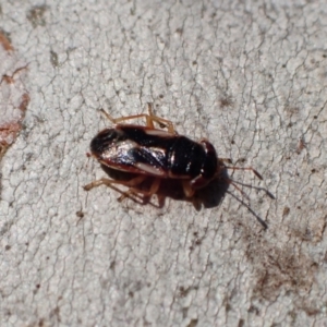 Geocoris sp. (genus) at Murrumbateman, NSW - 4 Apr 2022